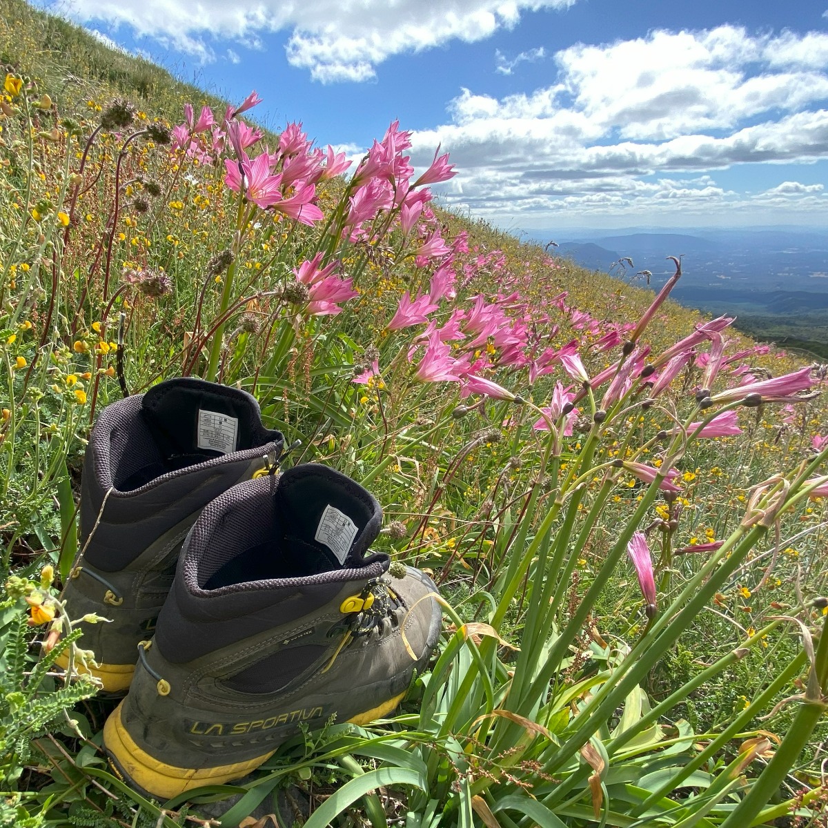 zapatos de trekking