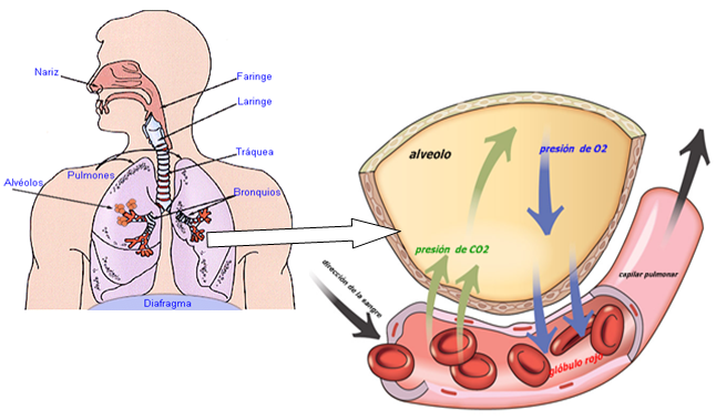 Hematosis