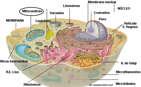 Mitocondria